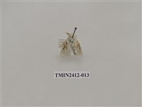 藏品(白麗刺蛾)的圖片